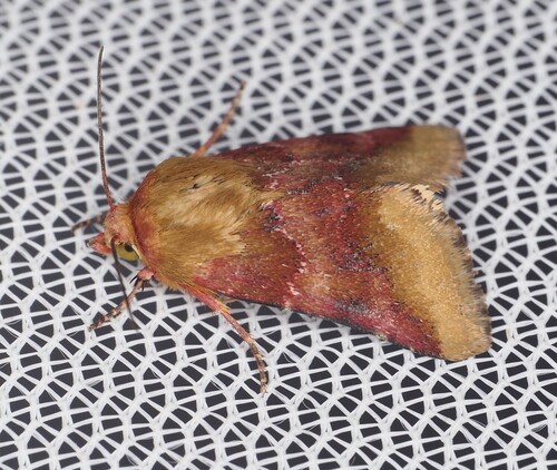 Bina Flower Moth photo 4