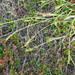 Open-field Sedge - Photo (c) Sean Blaney, some rights reserved (CC BY-NC), uploaded by Sean Blaney