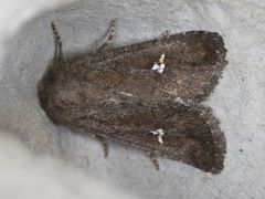 Tricholita fistula