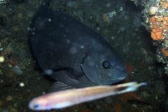 Girella elevata