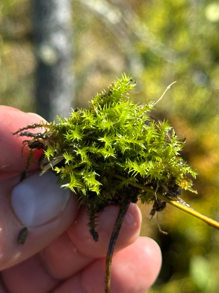 Chipmoss Threeranked humpmoss from Yellowhead County, AB, CA on August 24, 2025 ...