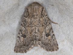 Protorthodes alfkenii