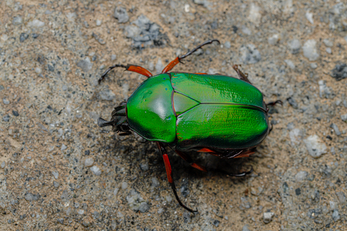 Trigonophorus nepalensis