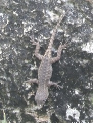 Sceloporus nelsoni