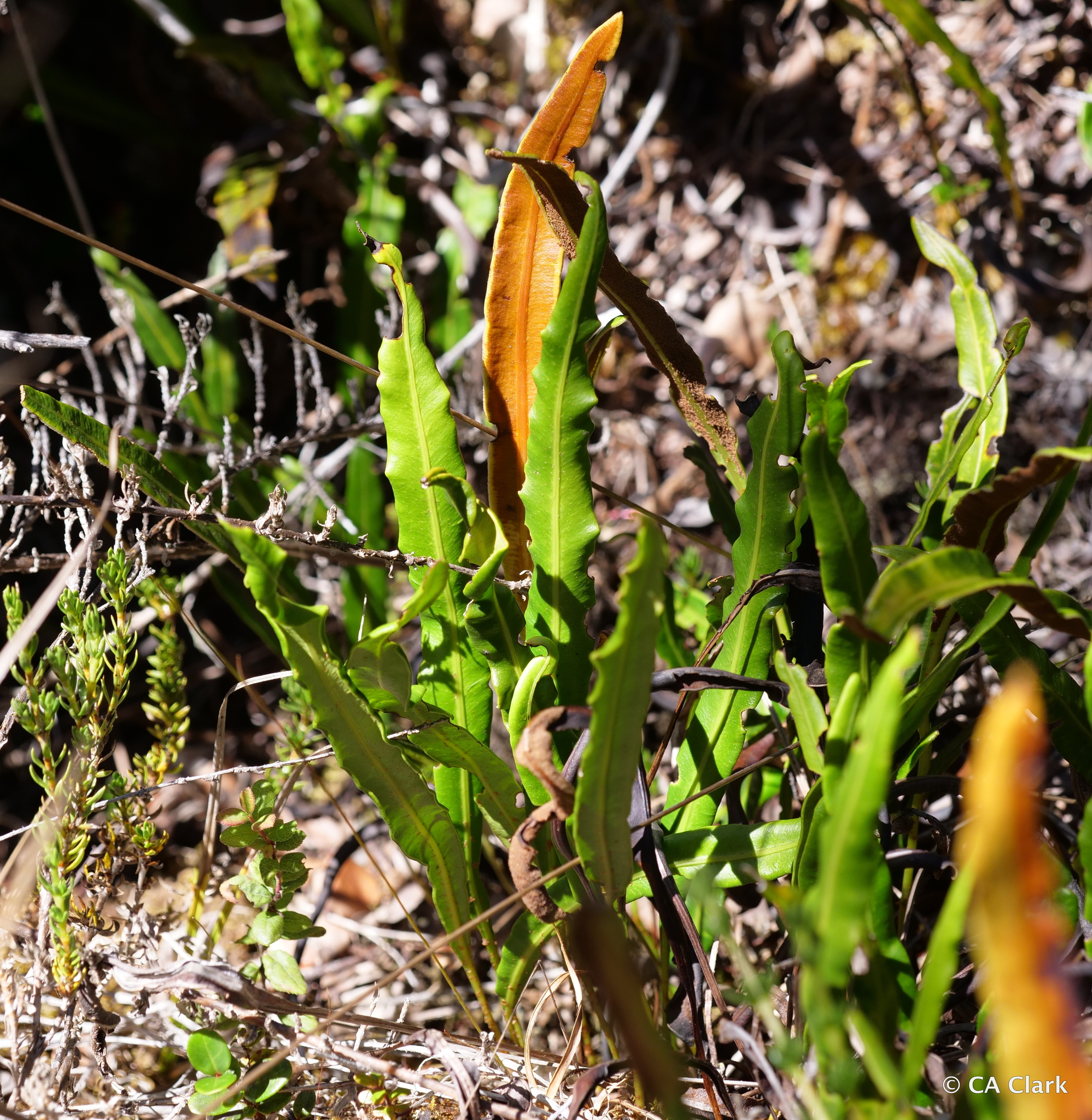 Elaphoglossum wawrae