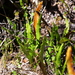 Elaphoglossum wawrae - Photo (c) sea-kangaroo, vissa rättigheter förbehållna (CC BY-NC-ND), uppladdad av sea-kangaroo