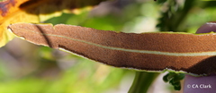 Elaphoglossum wawrae