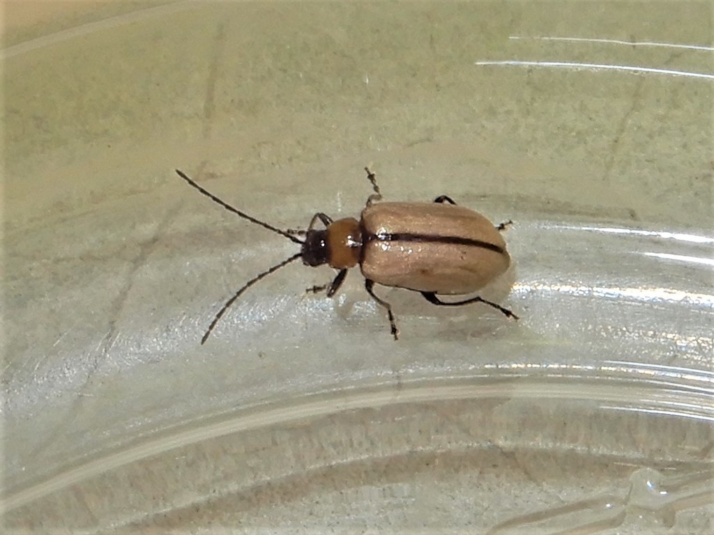 Adoxia vulgaris