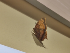 Charaxes kahruba