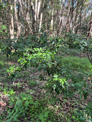 Toechima tenax, photograph Lucas Christofides, CC BY, iNaturalist via GBIF