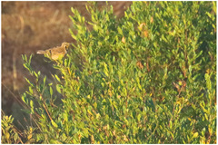 Macronyx fuelleborni