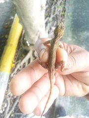 Anolis