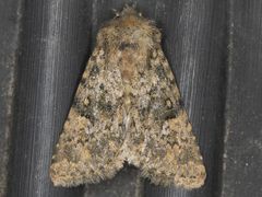 Pseudobryomima fallax