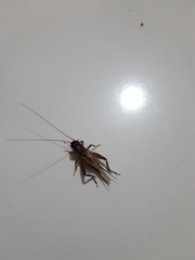 Acheta domesticus