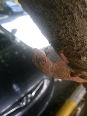 Anolis