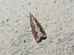 Eudonia steropaea