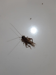 Acheta domesticus