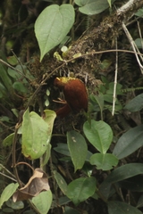 Margarornis squamiger