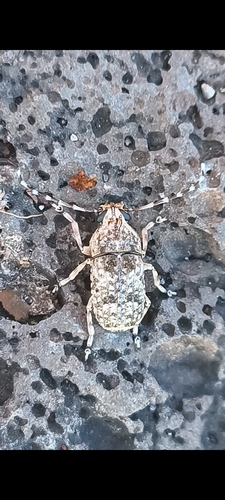 Phloeobius gigas, 2025-08-25