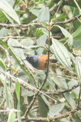 Conirostrum sitticolor