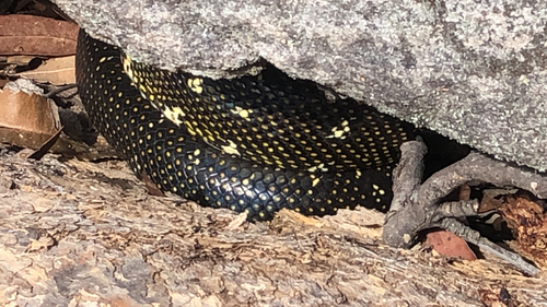 Diamond Python sighting