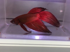 Betta