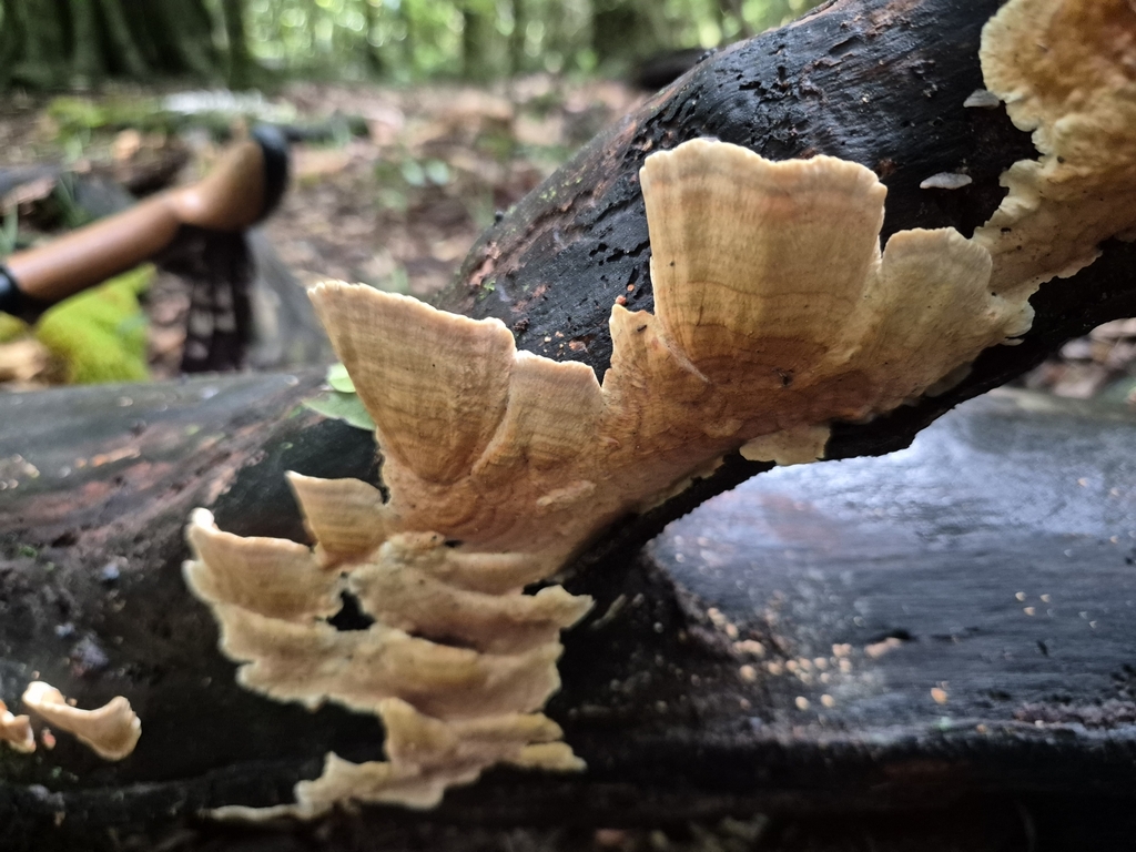 Stereum ostrea · August 2025 · photo: © rempson (iNaturalist, cc-by)