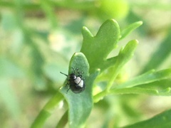 Chrysolina subsulcata