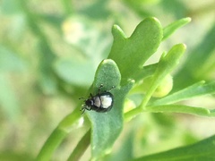 Chrysolina subsulcata