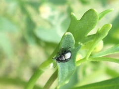 Chrysolina subsulcata