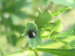 Chrysolina subsulcata