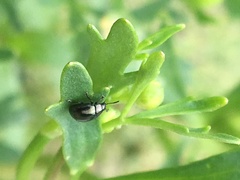 Chrysolina subsulcata