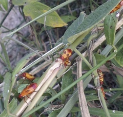 Oncopeltus guttaloides