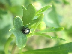 Chrysolina subsulcata