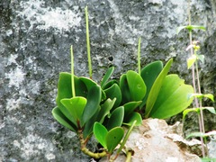Peperomia obtusifolia