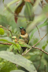 Heliangelus amethysticollis