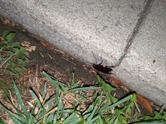 Periplaneta americana