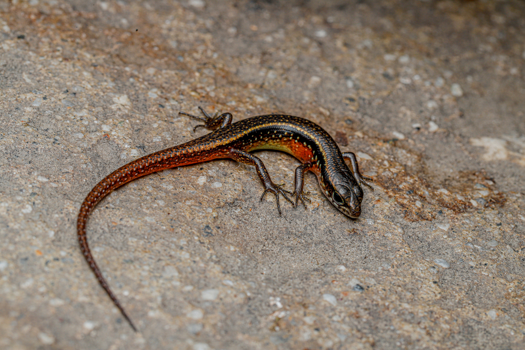 Medog Skink