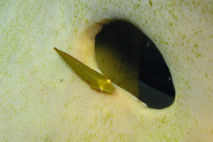 Parvicrepis parvipinnis