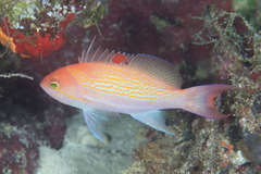 Pseudanthias luzonensis