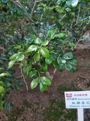 Aglaia odorata microphyllina