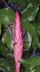 Tillandsia exserta