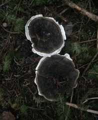 Hydnellum suaveolens