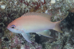 Pseudanthias engelhardorum