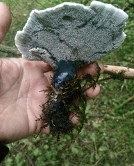 Hydnellum suaveolens