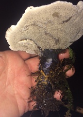 Hydnellum suaveolens