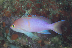 Pseudanthias engelhardorum