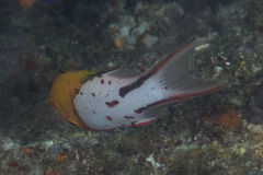 Bodianus anthioides