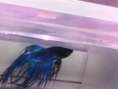 Betta