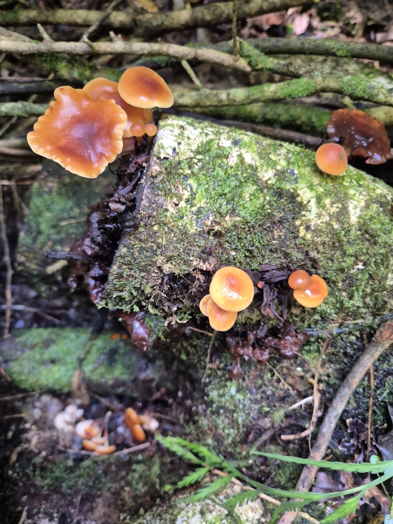 Flammulina velutipes · August 2025 · photo: © rempson (iNaturalist, cc-by)